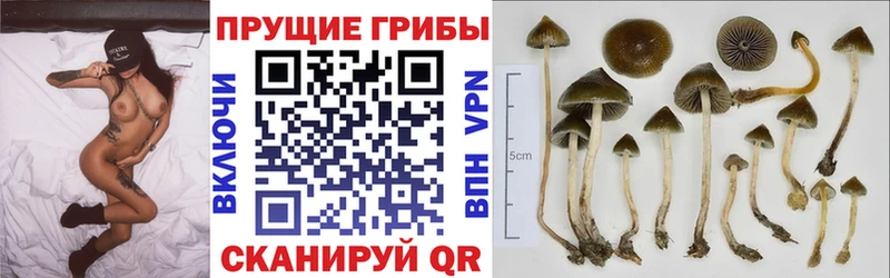 KRAKEN зеркало Феодосия Галлюциногенные грибы Psilocybine cubensis